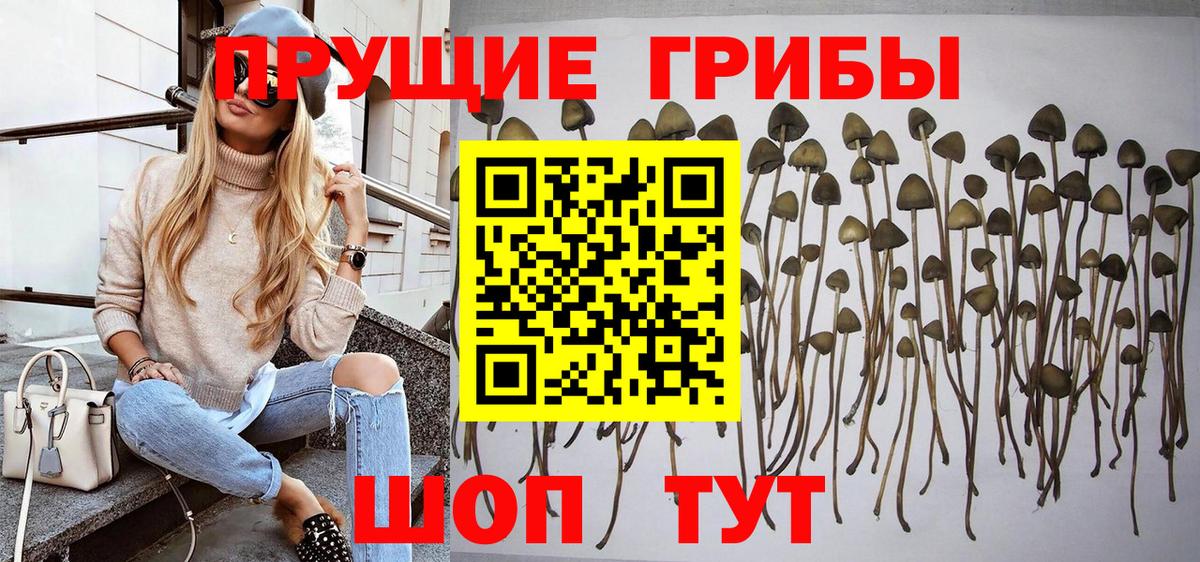 Камышлов  Галлюциногенные грибы Psilocybe  Вход с VPN 